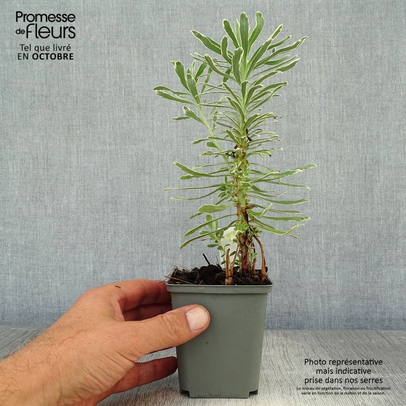 Euphorbia characias Wilcott - Spurge 8/9 cm pot sample as delivered in autumn