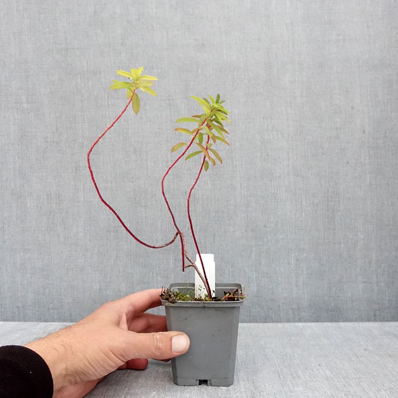 Euphorbia cornigera Goldener Turm - Spurge 8/9 cm pot sample as delivered in autumn