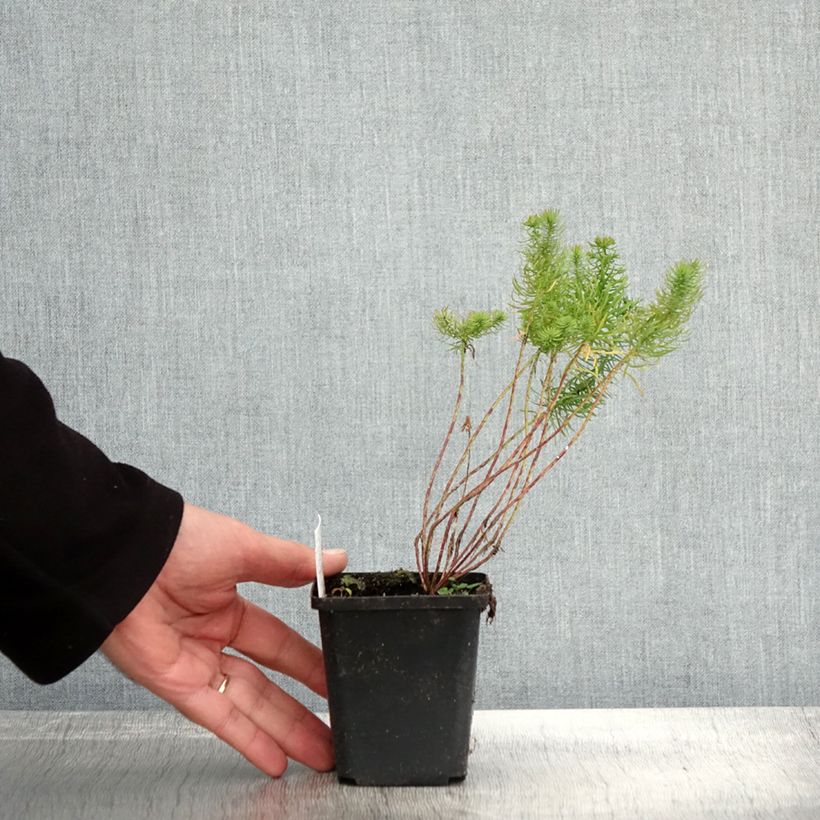 Euphorbia cyparissias - Spurge 8/9 cm pot sample as delivered in autumn