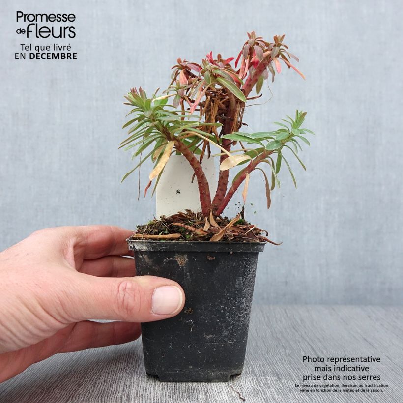 Euphorbia pseudovirgata Redwing Charam - Spurge 8/9 cm pot sample as delivered in autumn