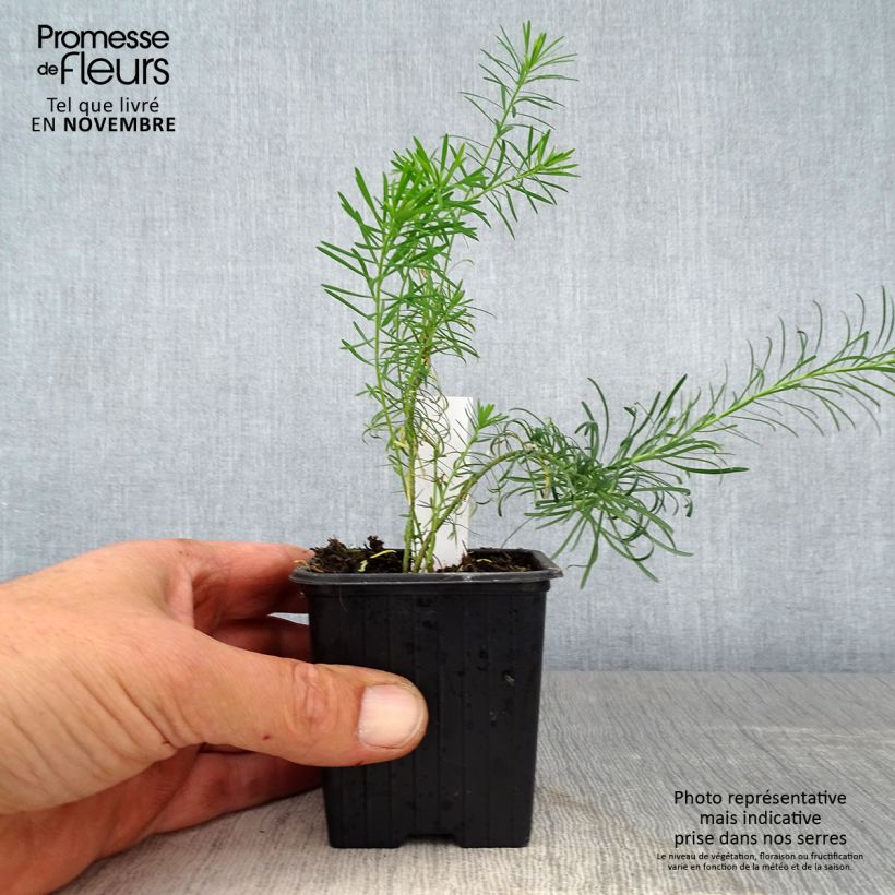 Euphorbia waldsteinii Betten - Spurge 8/9 cm pot sample as delivered in autumn