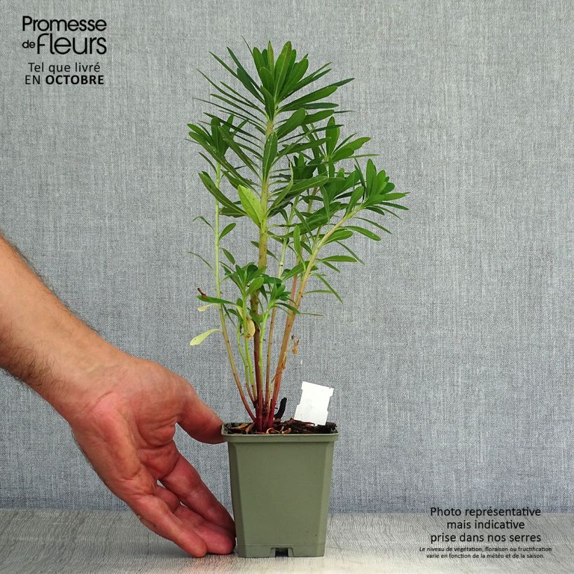 Euphorbia martinii - Spurge 8/9 cm pot sample as delivered in autumn