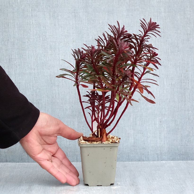 Euphorbia characias Miners Merlot - Spurge 8/9 cm pot sample as delivered in autumn