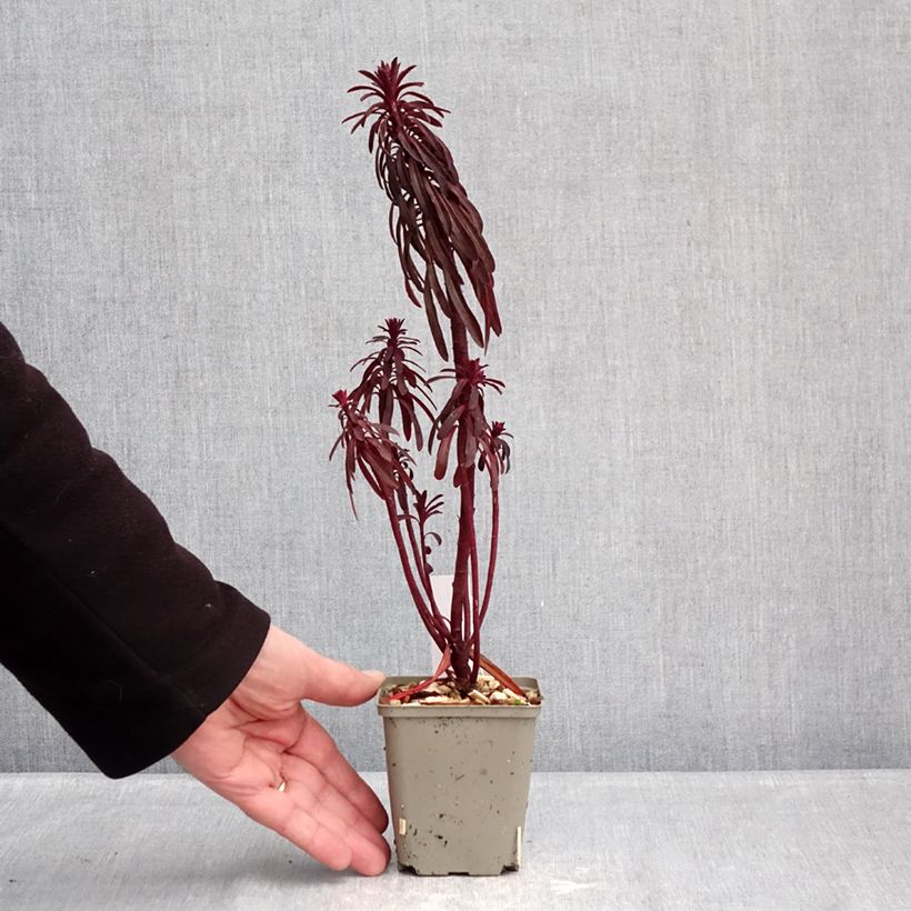 Euphorbia characias Miners Merlot - Spurge 8/9 cm pot sample as delivered in winter