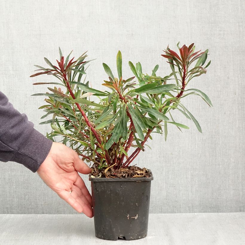 Euphorbia characias Miners Merlot - Spurge 1L/1.5L pot sample as delivered in autumn