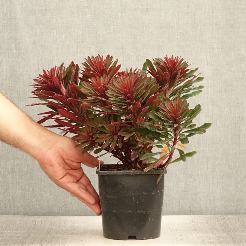 Euphorbia characias Miners Merlot - Spurge 1L/1.5L pot sample as delivered in summer