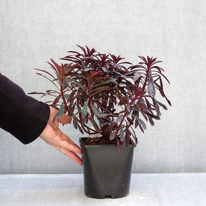 Euphorbia characias Miners Merlot - Spurge 1L/1.5L pot sample as delivered in winter
