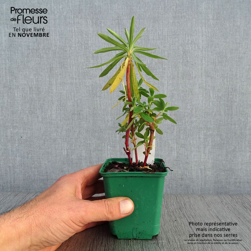Euphorbia characias subsp. characias - Spurge 8/9 cm pot sample as delivered in autumn