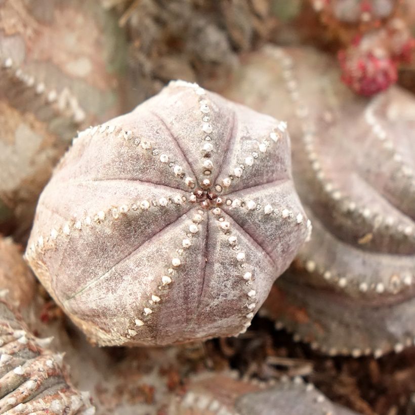 Euphorbia globosa - Euphorbia cactus (Foliage)