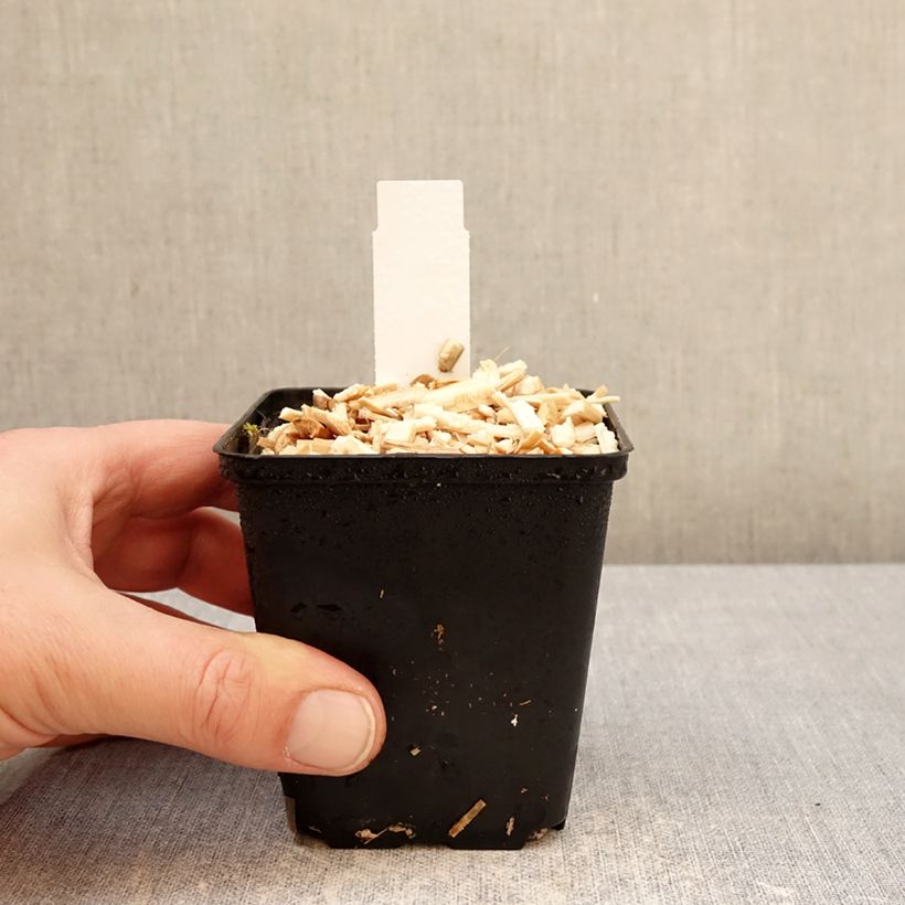 Euphorbia griffithii Dixter - Spurge 8/9 cm pot sample as delivered in winter