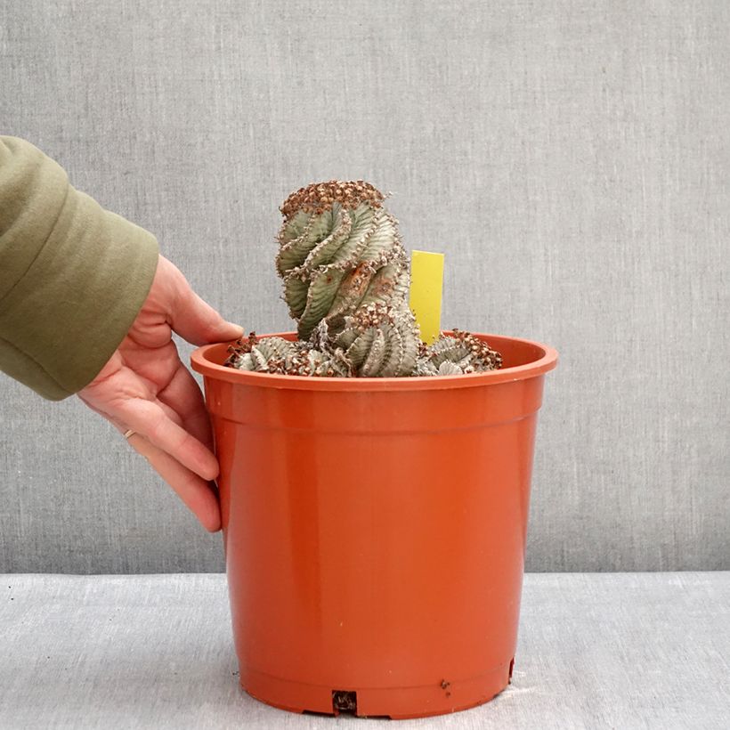 Euphorbia horrida alba - African milk barrel 4L/5L pot sample as delivered in winter