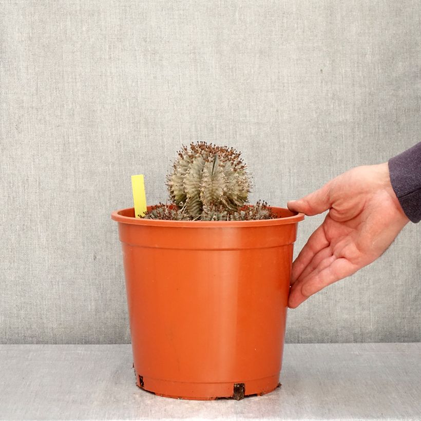 Euphorbia horrida alba - African milk barrel 4L/5L pot sample as delivered in spring