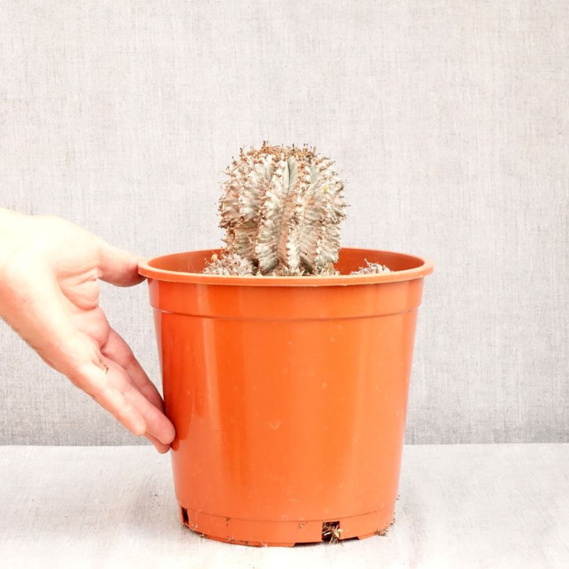 Euphorbia horrida alba - African milk barrel 4L/5L pot sample as delivered in summer