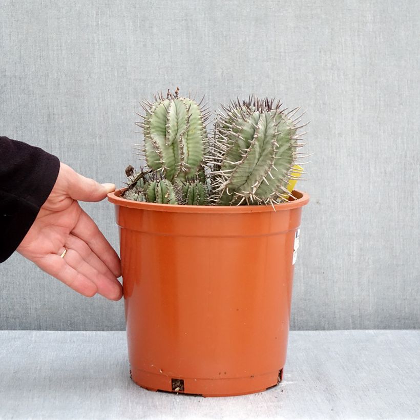 Euphorbia horrida - African milk barrel 4L/5L pot sample as delivered in autumn