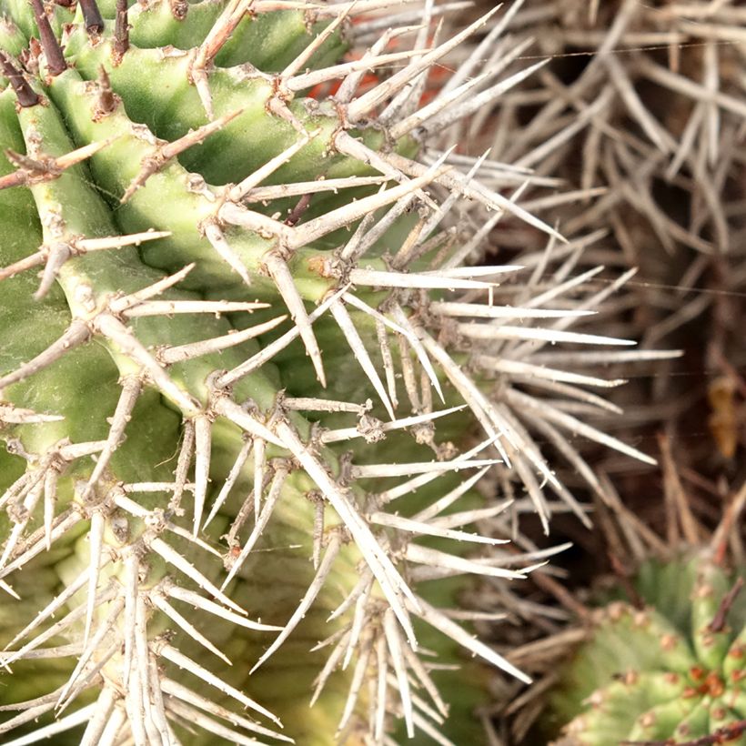 Euphorbia horrida - African milk barrel (Foliage)