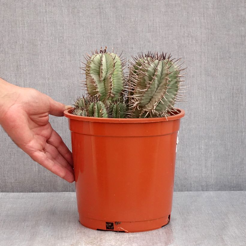 Euphorbia horrida - African milk barrel 4L/5L pot sample as delivered in summer