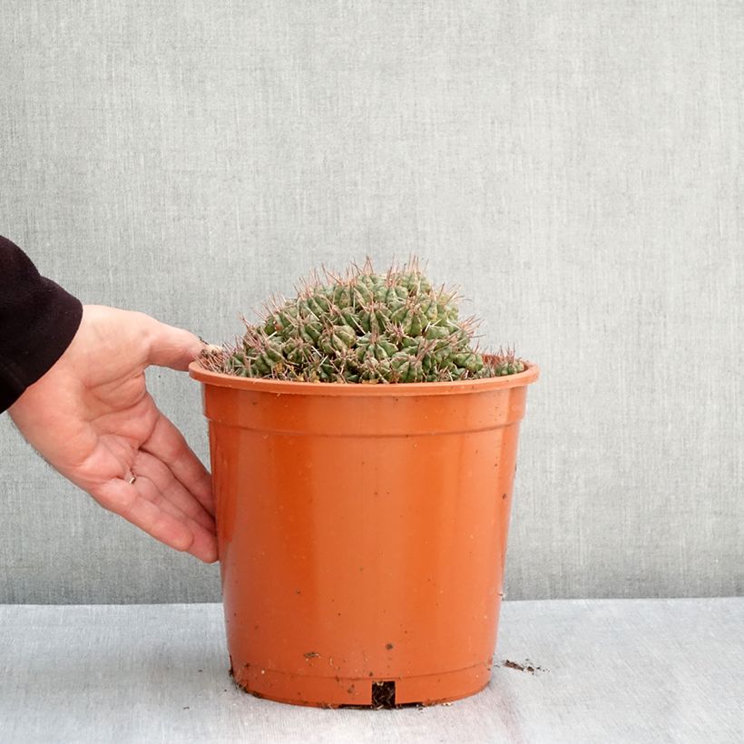 Euphorbia meloformis - Melon spurge 4L/5L pot sample as delivered in autumn