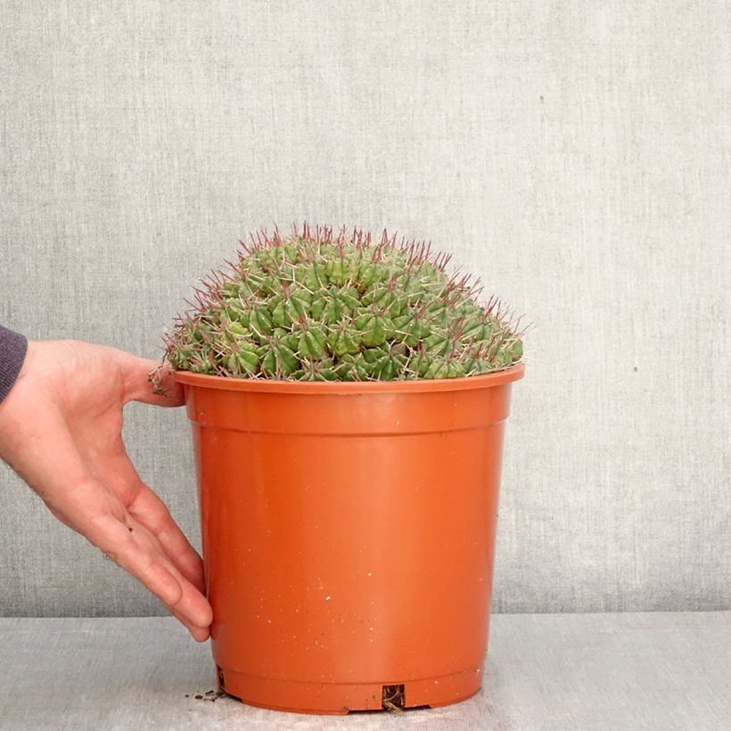 Euphorbia meloformis - Melon spurge 4L/5L pot sample as delivered in spring