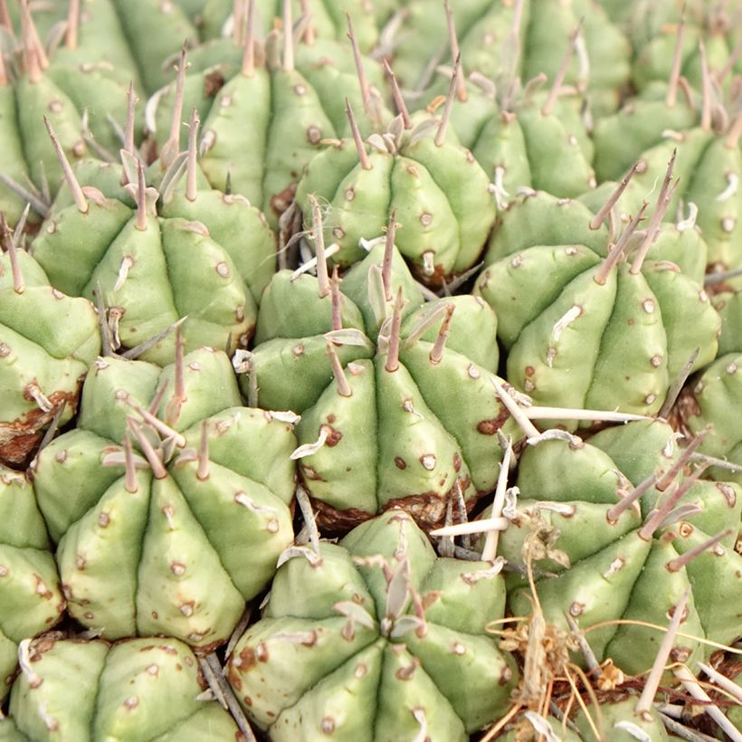 Euphorbia meloformis - Melon spurge (Foliage)