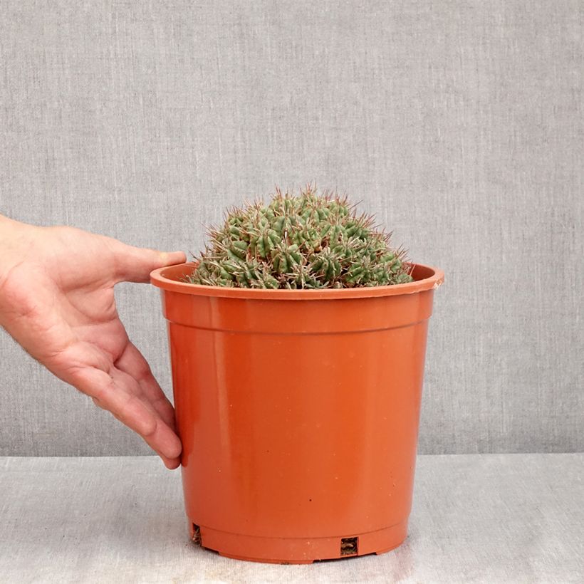 Euphorbia meloformis - Melon spurge 4L/5L pot sample as delivered in summer