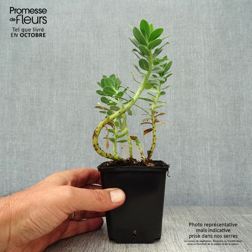 Euphorbia myrsinites - Spurge 8/9 cm pot sample as delivered in autumn