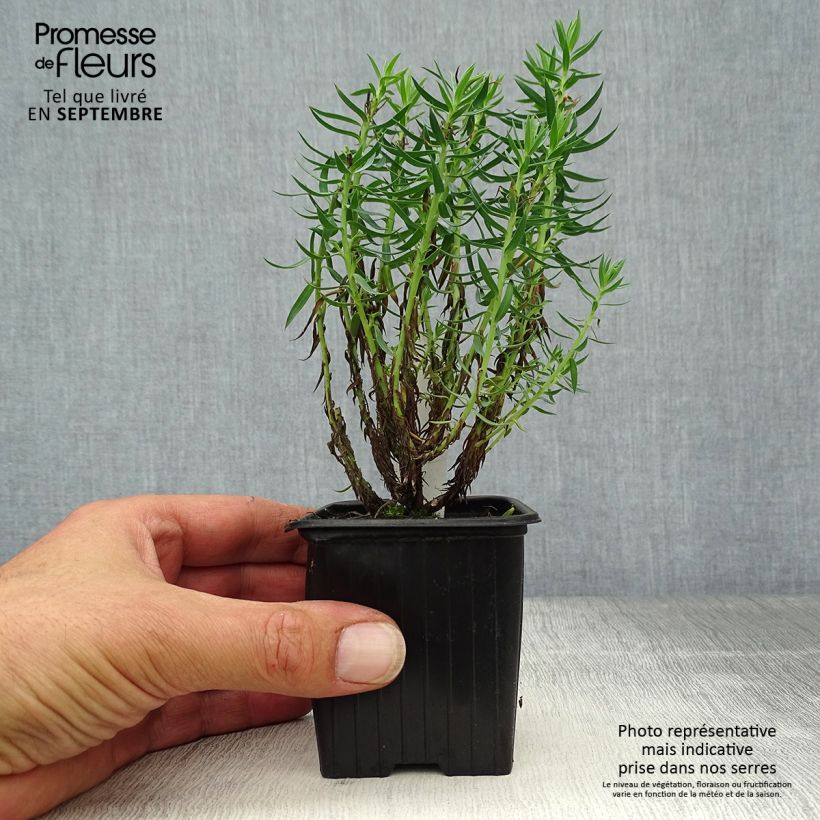 Euphorbia pithyusa - Spurge 8/9 cm pot sample as delivered in autumn