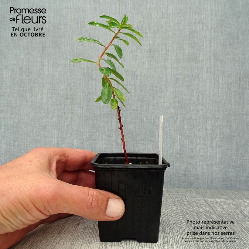 Euphorbia schillingii - Spurge 8/9 cm pot sample as delivered in autumn