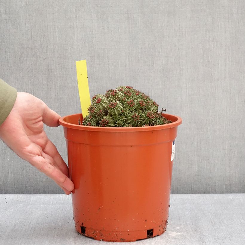 Euphorbia suzannae - Euphorbia cactus 4L/5L pot sample as delivered in winter