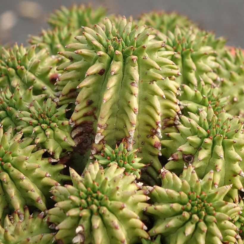 Euphorbia suzannae - Euphorbia cactus (Foliage)