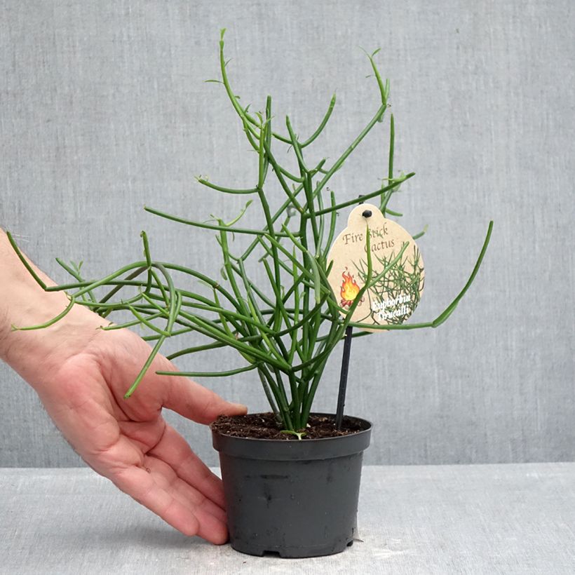 Euphorbia tirucalli - Pencil cactus 12cm pot sample as delivered in spring