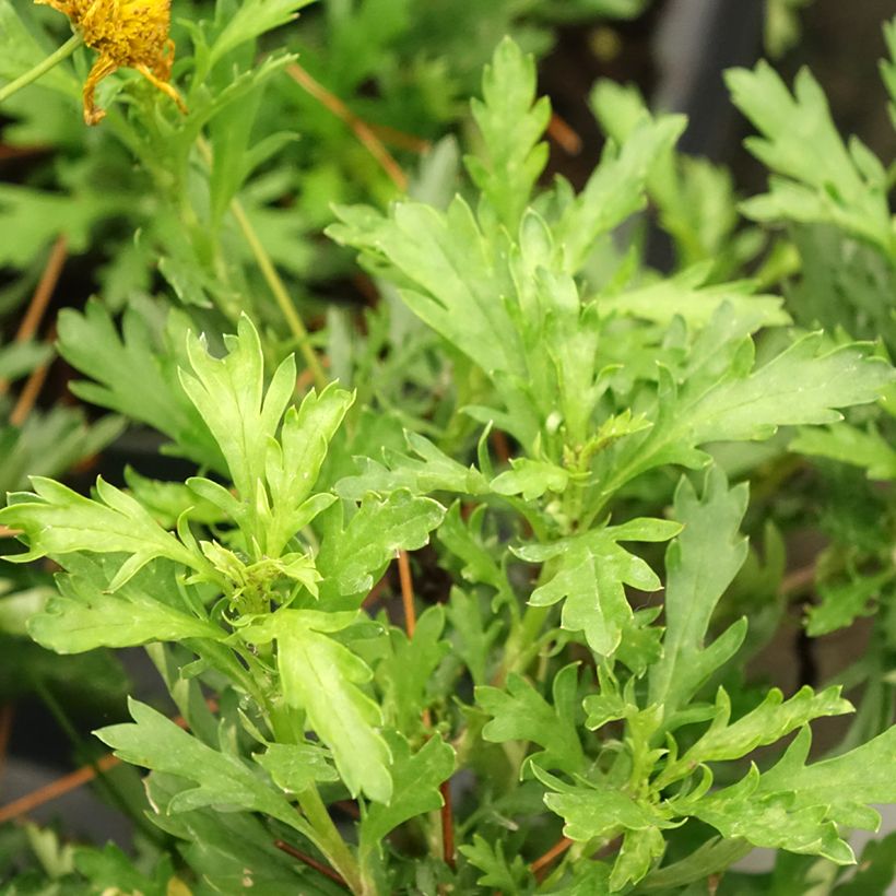 Euryops evansii - Mountain Euryops (Foliage)