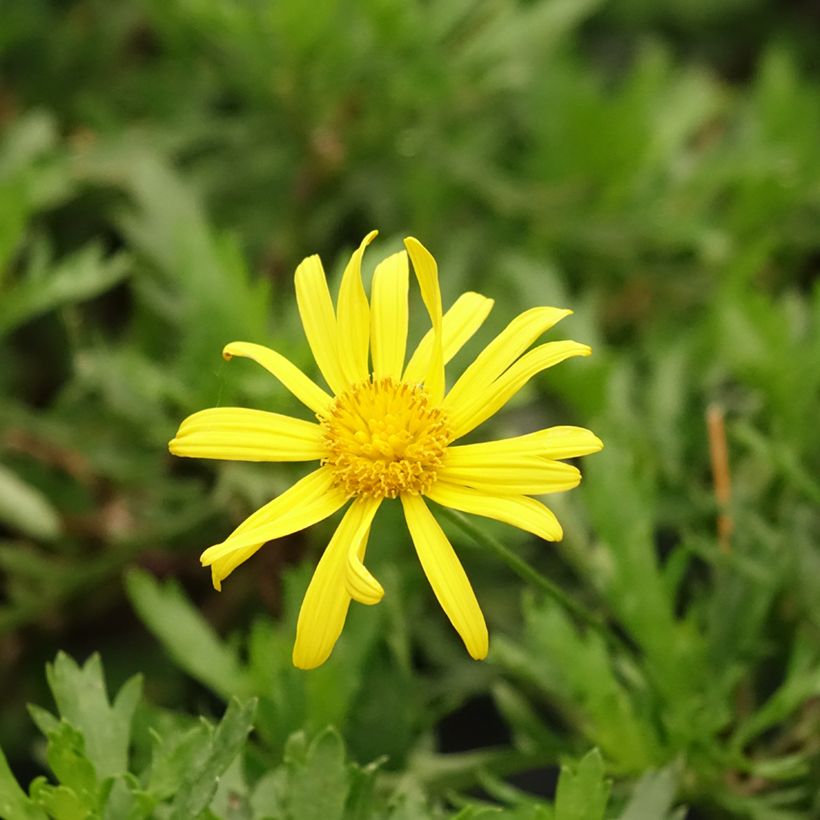 Euryops evansii - Mountain Euryops (Flowering)