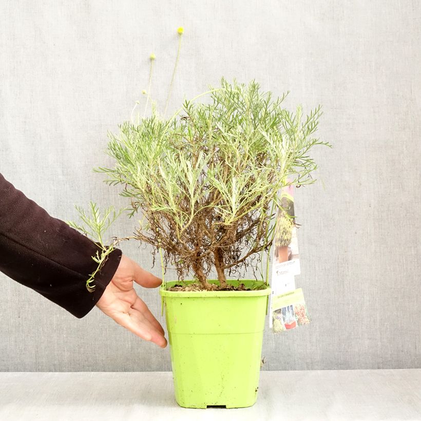 Euryops Infinity - African bush daisy 4L/5L pot sample as delivered in autumn