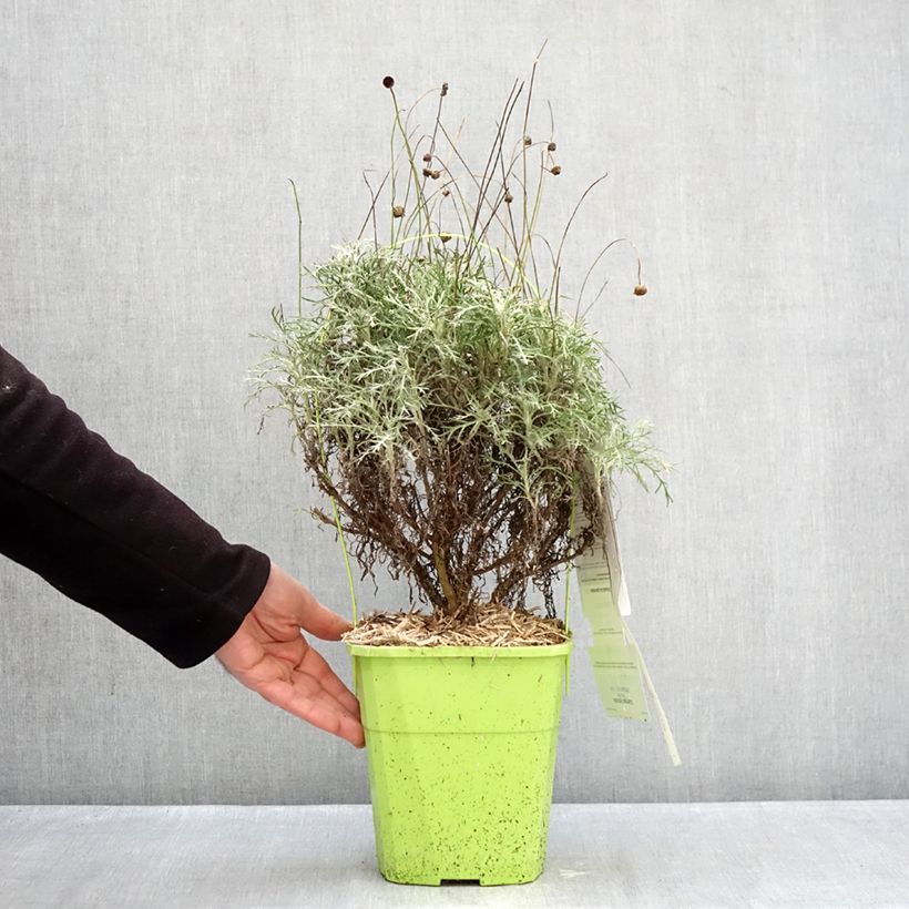 Euryops Infinity - African bush daisy 4L/5L pot sample as delivered in winter