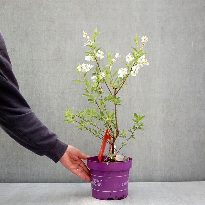 Exochorda  macrantha Lotus Moon 3L/4L pot sample as delivered in spring