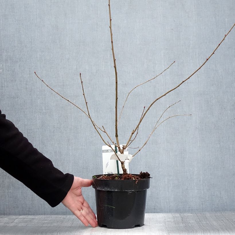 Exochorda racemosa Blushing Pearl 3L/4L pot sample as delivered in winter