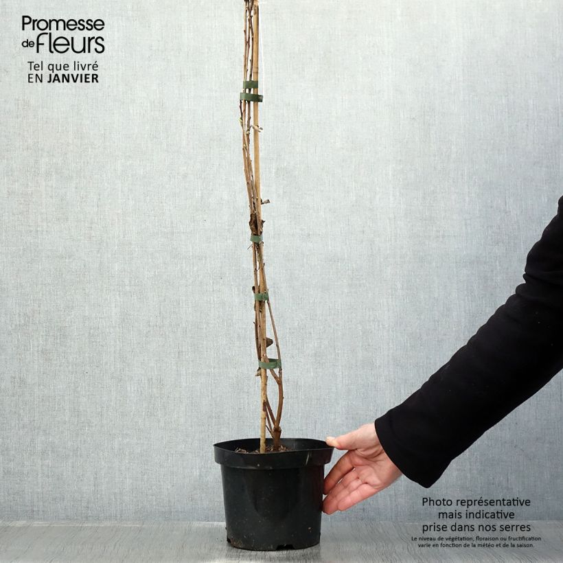 Exochorda racemosa Niagara 3L/4L pot sample as delivered in winter