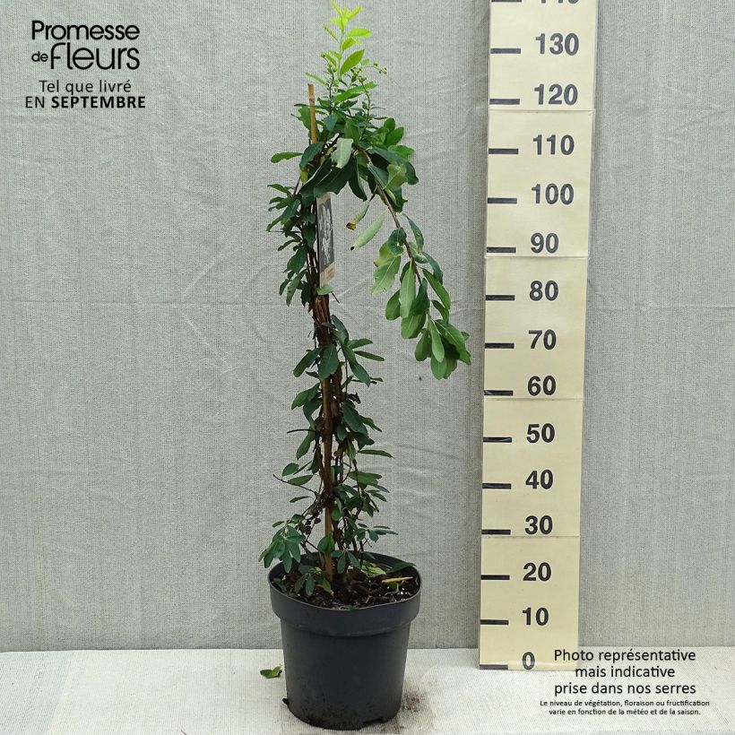 Exochorda macrantha  The Bride 7.5L/10L pot sample as delivered in autumn