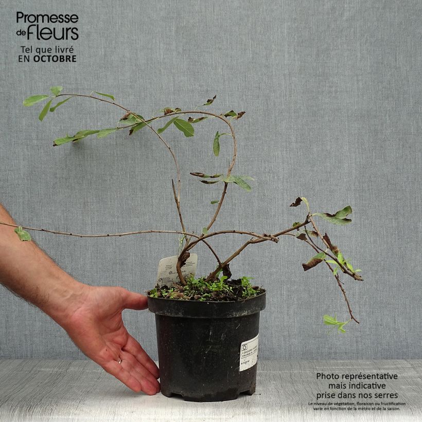 Exochorda macrantha  The Bride 2L/3L pot sample as delivered in autumn