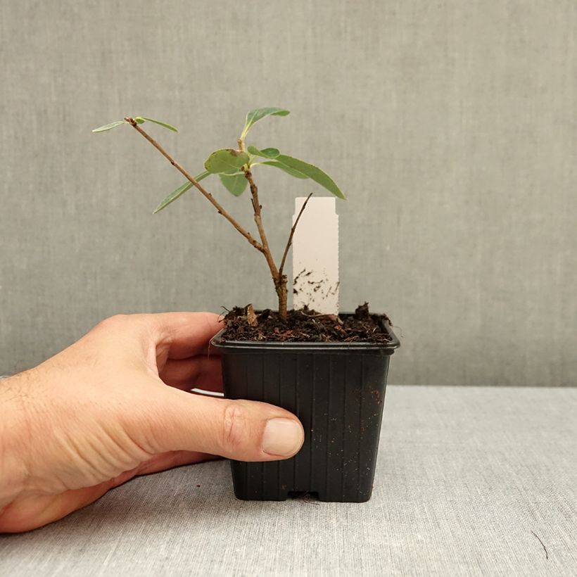 Exochorda macrantha  The Bride 8/9 cm pot sample as delivered in autumn