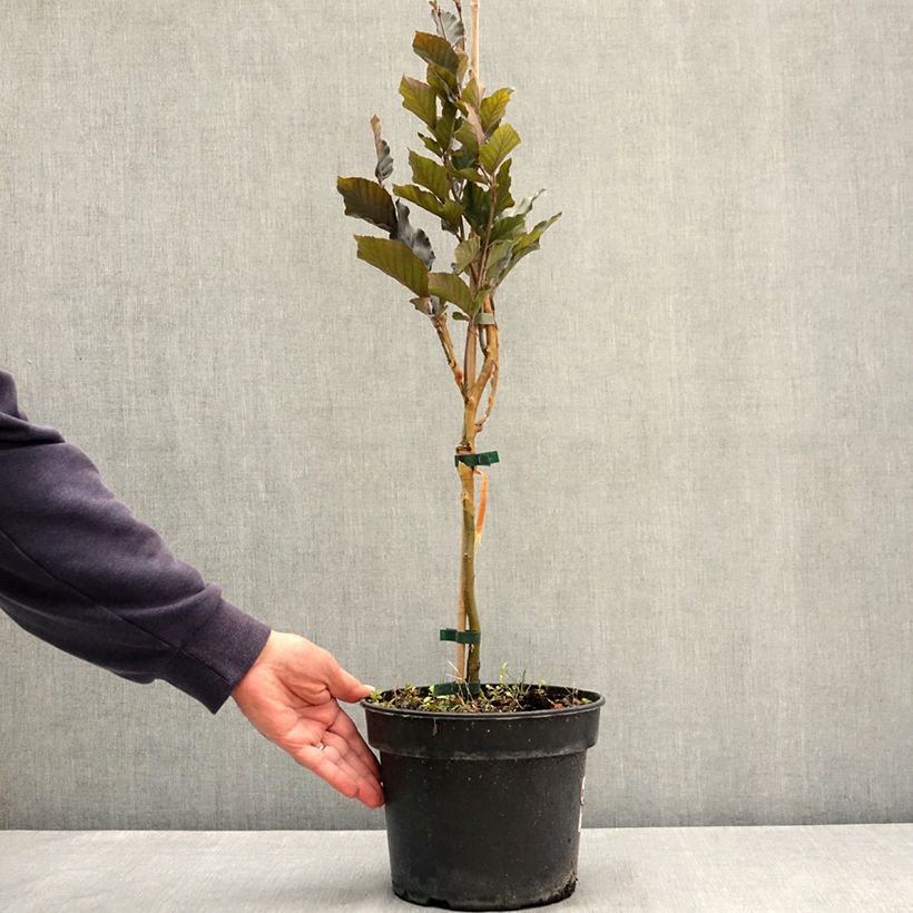 Fagus sylvatica Anny's Red Pillar - Hêtre pourpre colonnaire Pot de 4L/5L sample as delivered in summer