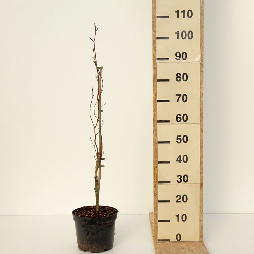 Fagus sylvatica Anny's Red Pillar 4L/5L pot sample as delivered in winter