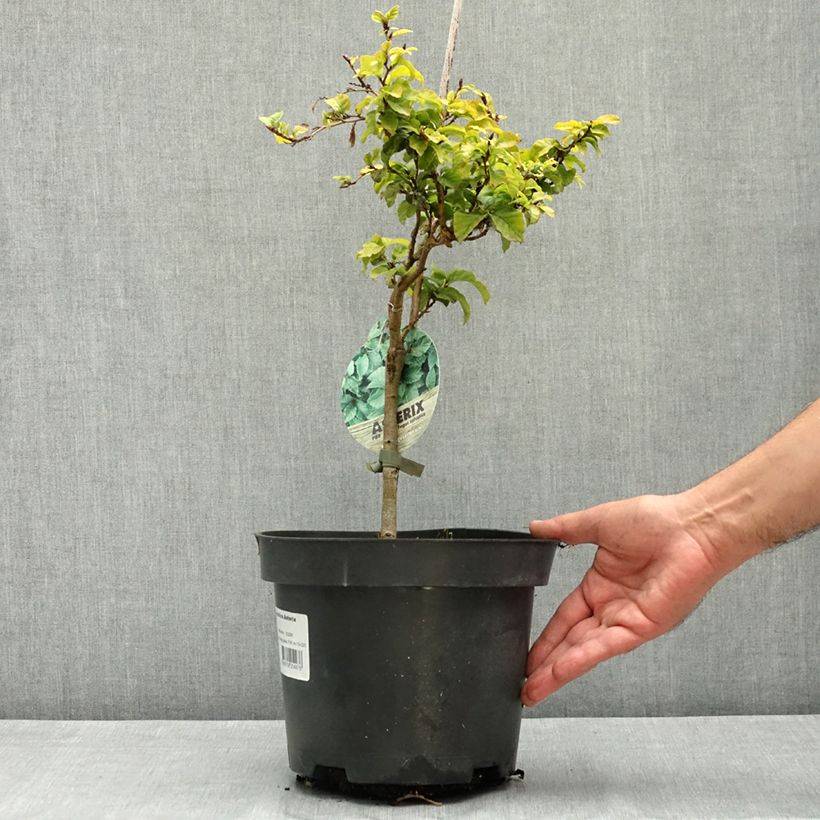 Fagus sylvatica Asterix 4L/5L pot sample as delivered in summer