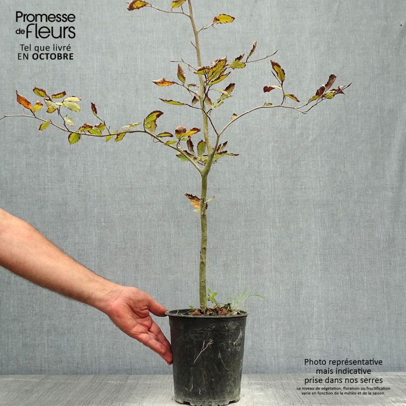 Fagus sylvatica Atropurpurea - Beech 2L/3L pot sample as delivered in autumn