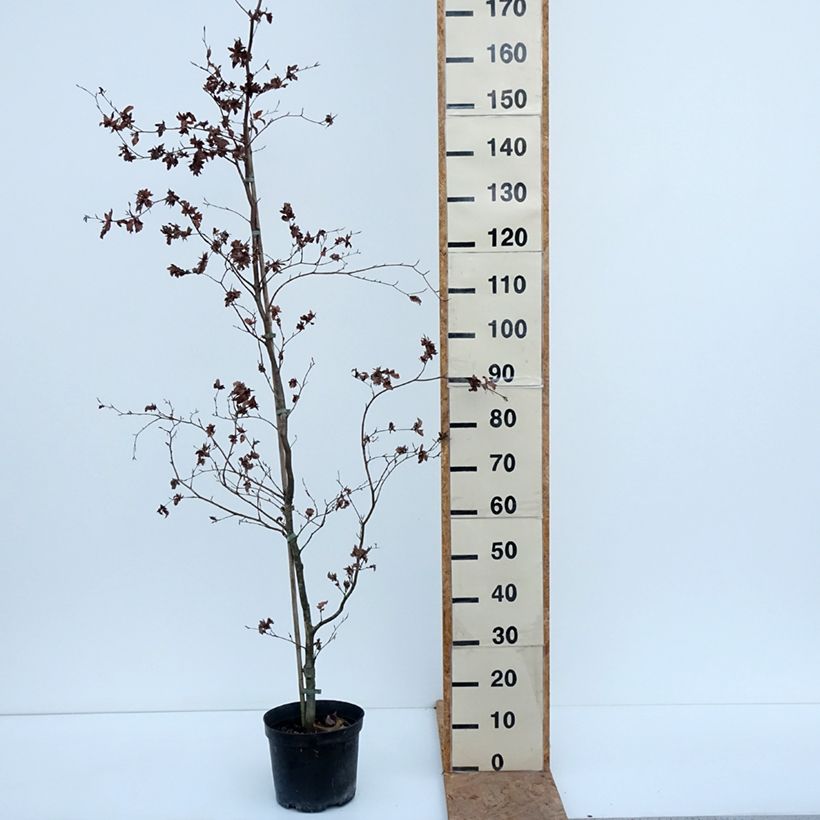 Fagus sylvatica Brathay Purple - Beech 4L/5L pot sample as delivered in autumn