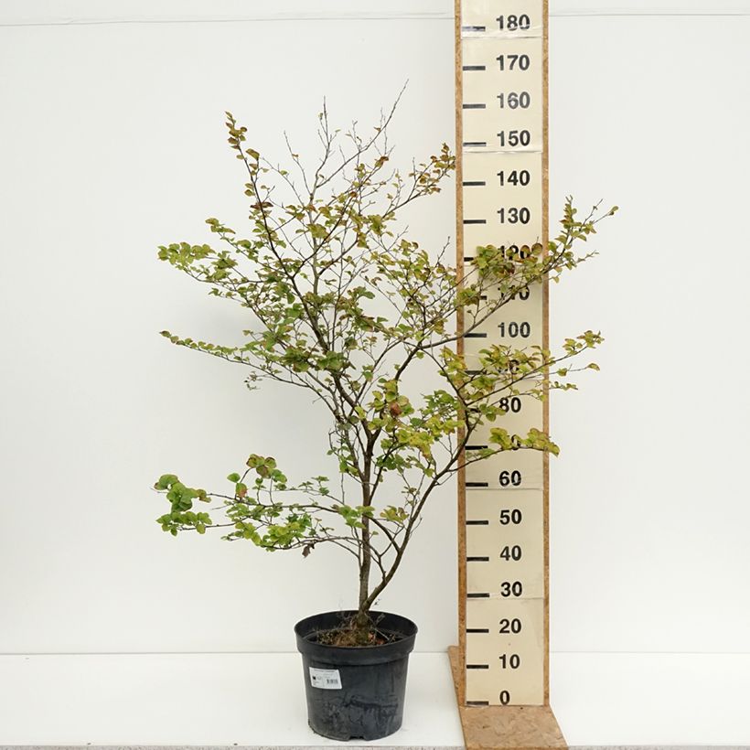 Fagus sylvatica Cockleshell 7.5L/10L pot sample as delivered in summer