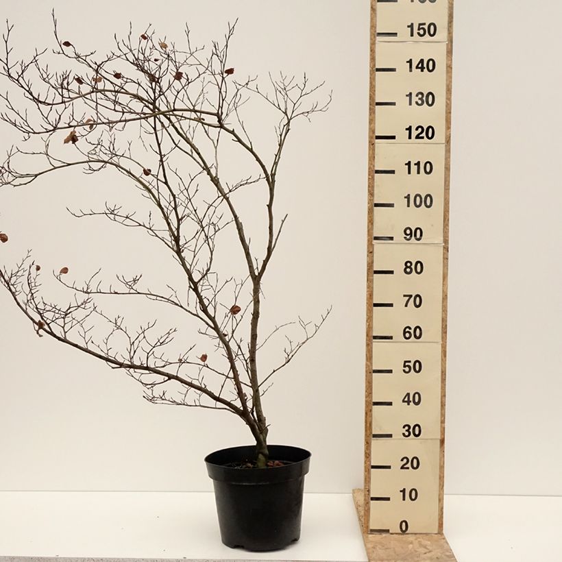 Fagus sylvatica Cockleshell 7.5L/10L pot sample as delivered in winter