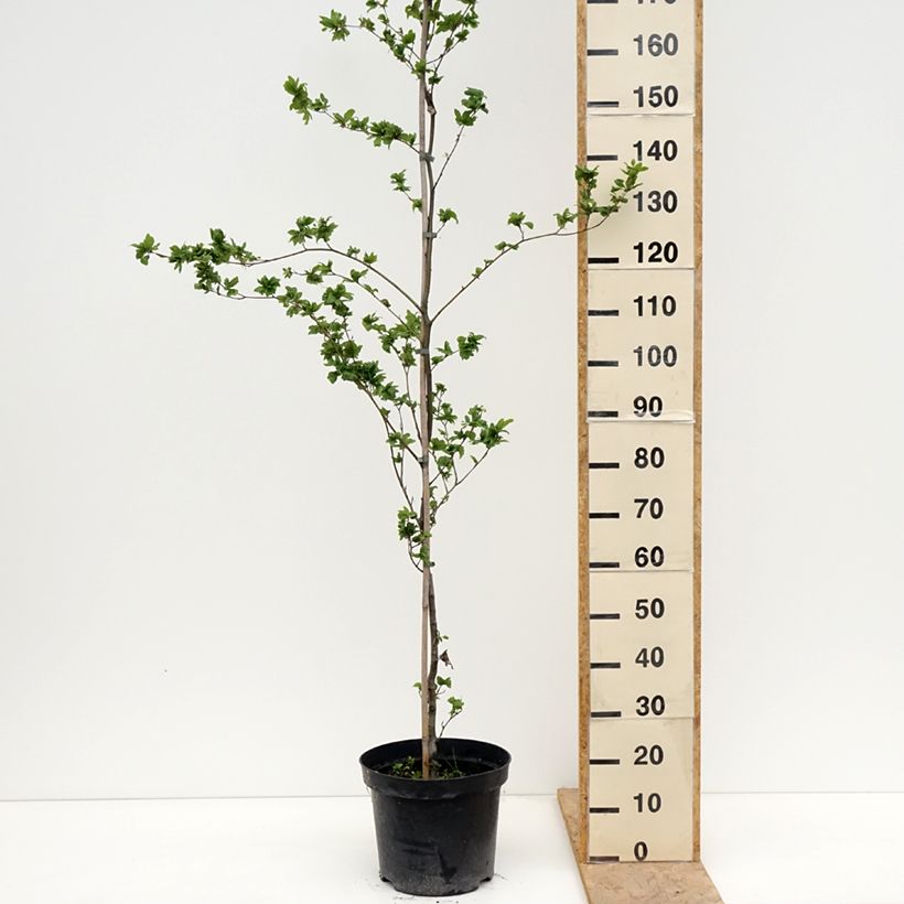 Fagus sylvatica Cristata 7.5L/10L pot sample as delivered in spring