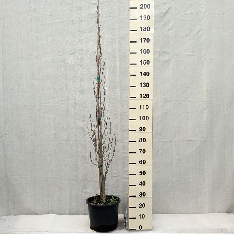 Fagus sylvatica Dawyck Gold - Beech 7.5L/10L pot sample as delivered in spring