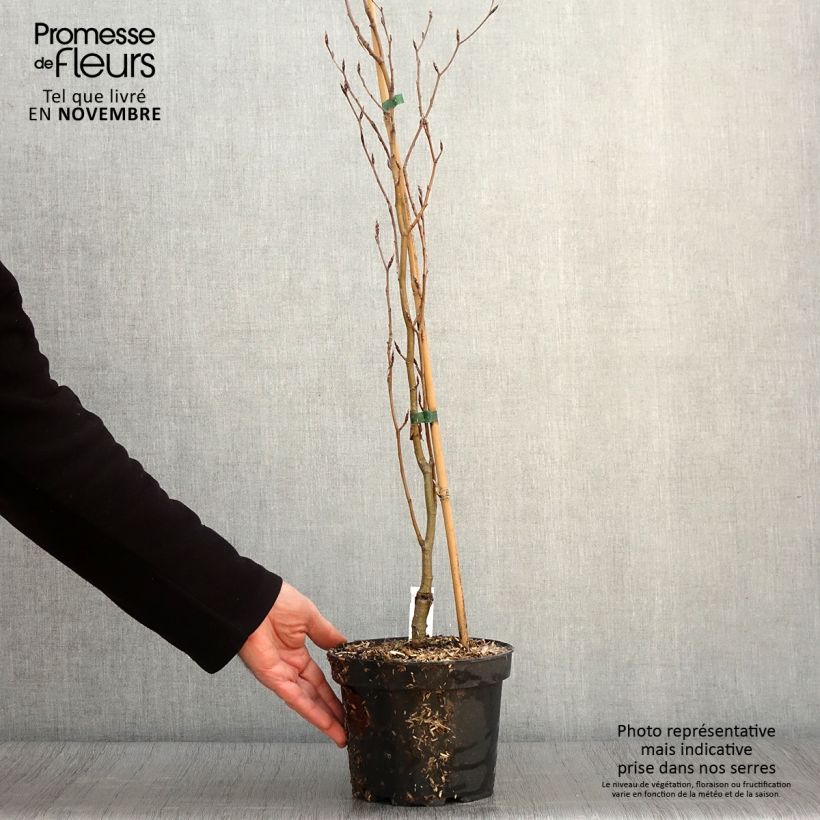 Fagus sylvatica Dawyck Gold - Beech 2L/3L pot sample as delivered in autumn